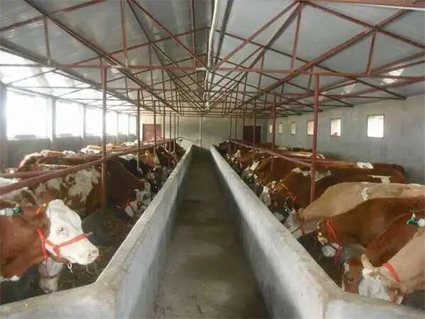 牛用催肥饲料添加剂案例