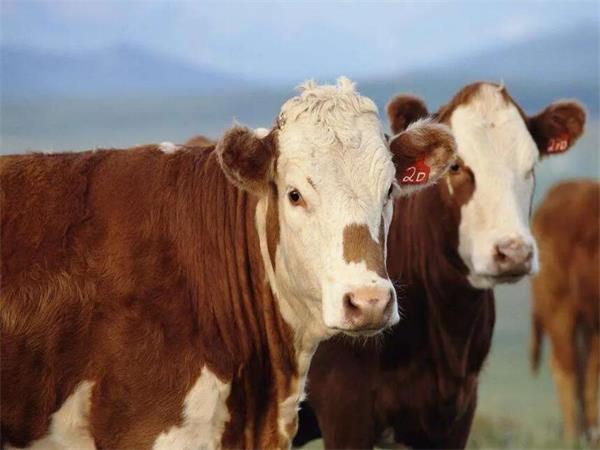 牛饲料添加剂厂家为你带来架子牛育肥饲料的使用方法