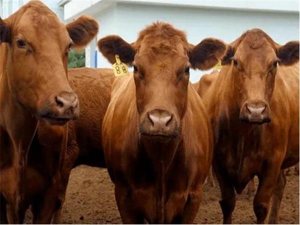 育肥牛饲料厂家为您带来自繁自养育肥牛的方法