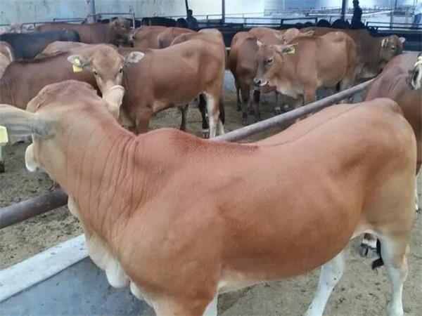 育肥牛饲料厂家为你介绍养牛人做好育肥牛生产的方法