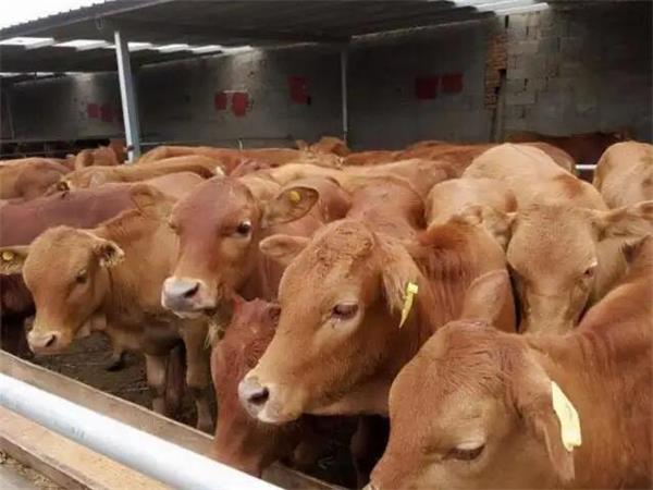 育肥牛饲料安全问题极限防范