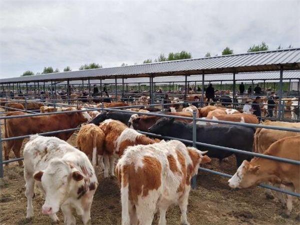 牛饲料添加剂市场现状及未来趋势分析