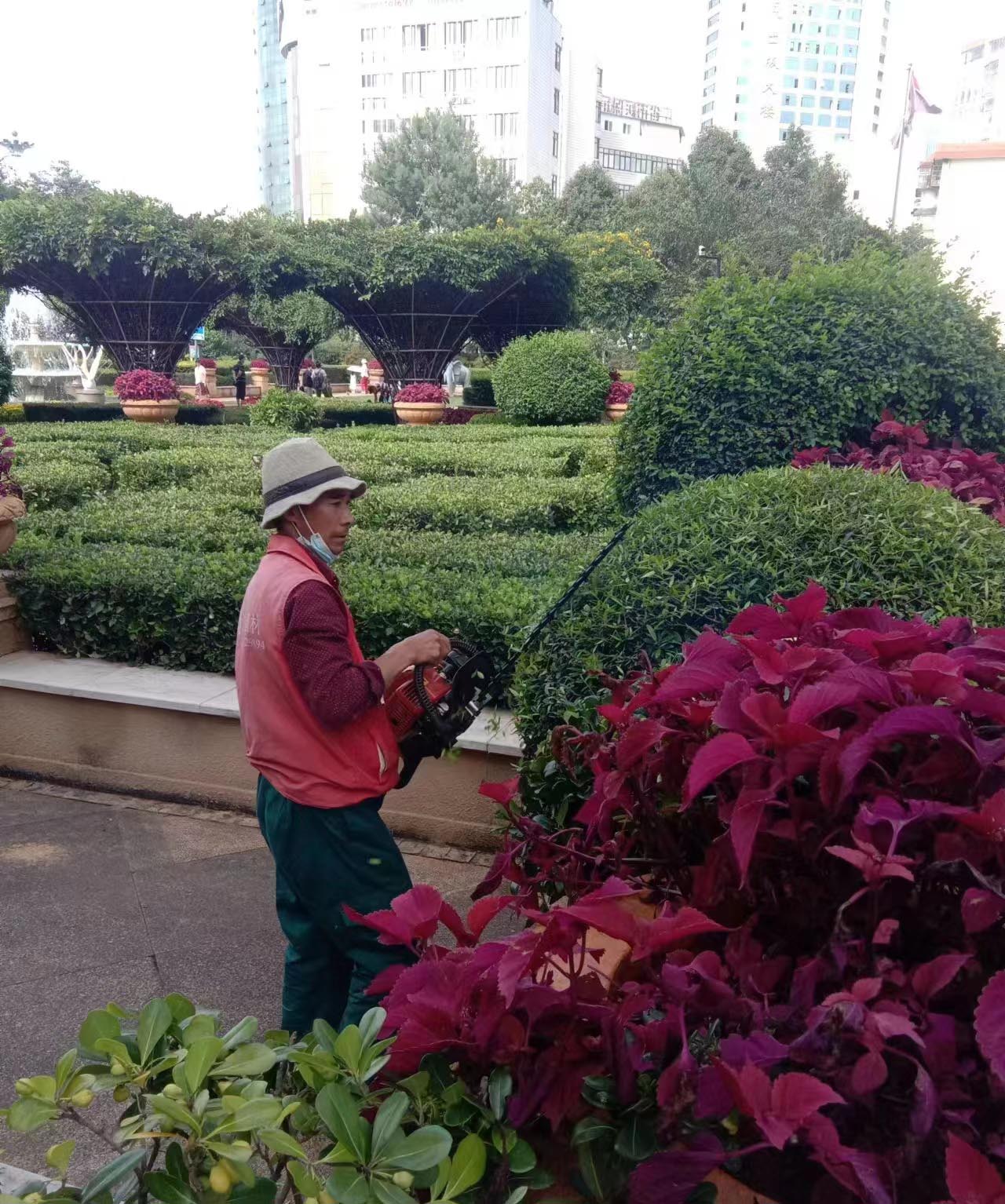 酒店室外植物養護