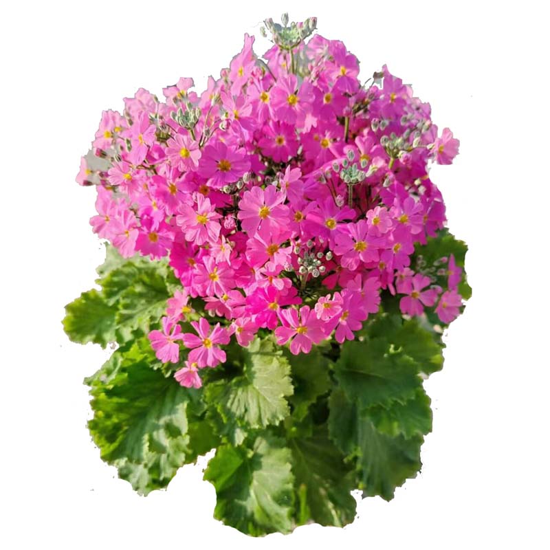 報春花