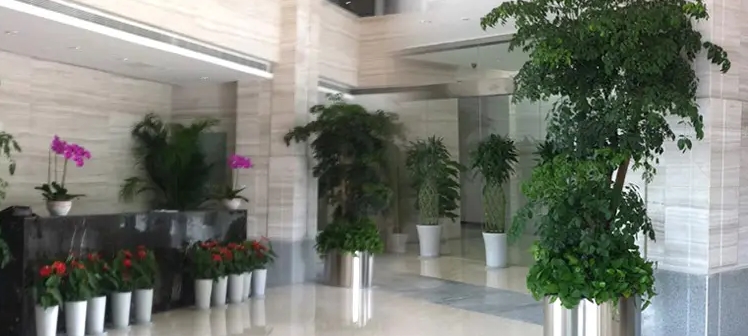 昆明辦公室綠植租賃常選植物有哪些呢！