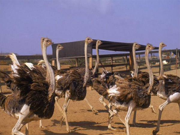南充鸵鸟养殖-鸵鸟养殖在农村地区是有利可图的。鸵鸟肉和鸡蛋的价格相对较高。