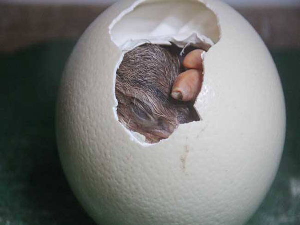 鸵鸟在产蛋期如何进行饲喂，以及其他管理？