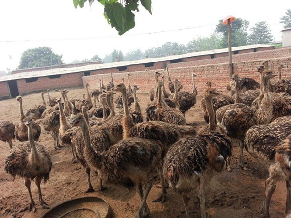 南充鸵鸟养殖-鸵鸟肉的售价贵不贵