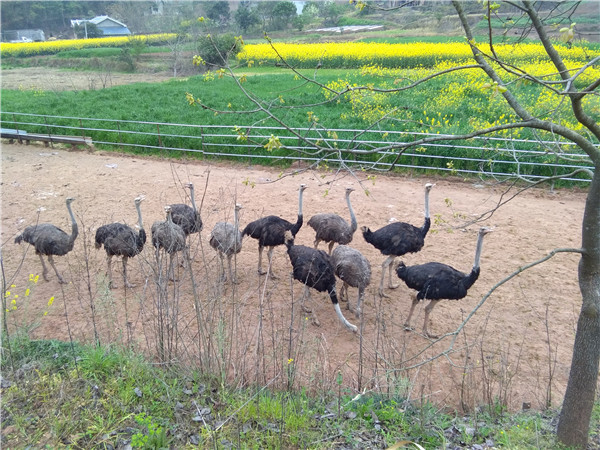 綿陽鴕鳥養殖基地