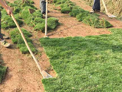 涪陵万州九龙坡沙坪坝重庆夏威夷草的三个防虫害养护方法