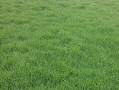草坪種植技術