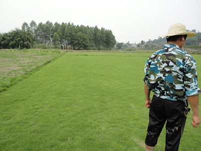 重慶草坪