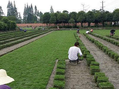 重庆草坪种植