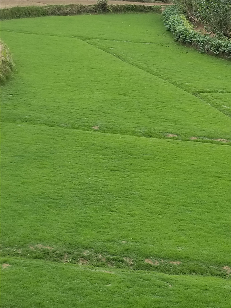 重慶草坪種植基地簡述四季青草坪種植新方法