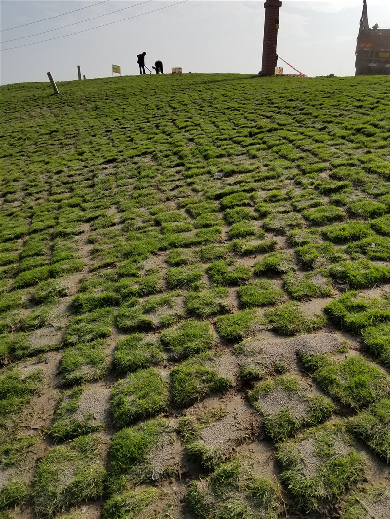 重庆草坪种植基地讲述草坪播种发芽后的管理要点
