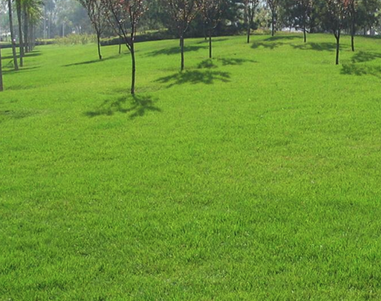 重慶草坪種植基地淺談果嶺草如何種植發芽率高