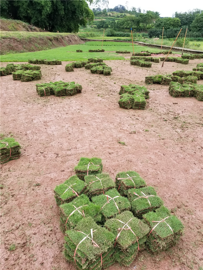 重庆草坪种植