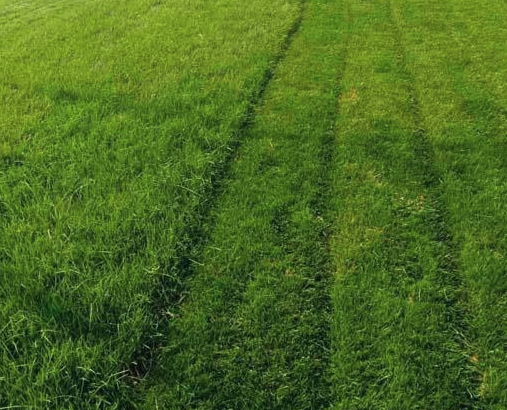 2021年重庆渝北草皮种子价格多少钱一斤？运动场使用哪些草坪合适？