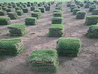重慶草坪種植基地告訴你高羊茅草坪為什么是冷季型草坪品種