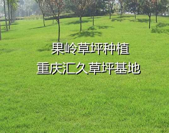 重庆草坪基地