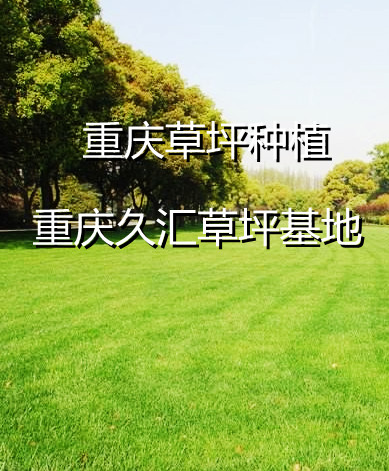 重庆草坪
