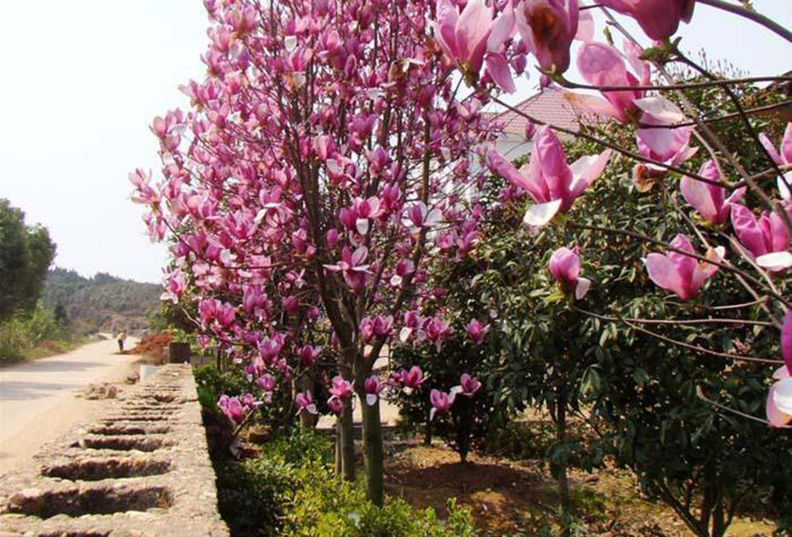 河南七彩虹苗木种植：紫玉兰的种植养护小知识
