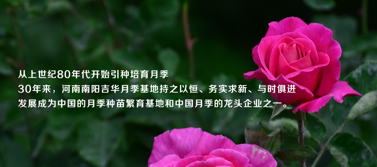 藤本月季小苗