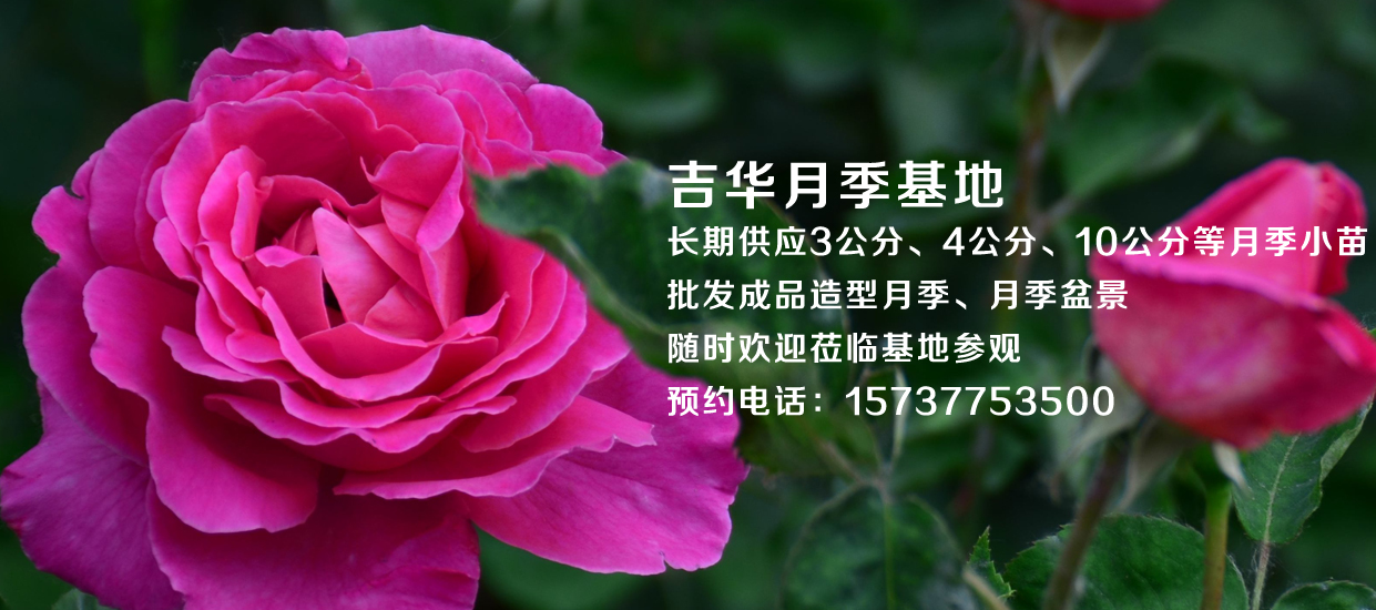 哪里有藤本月季