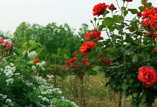 切花月季種植基地教你幾招輕松分辨月季和玫瑰