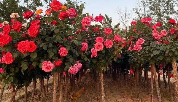 月季花的葉子長了黑斑是怎么回事？