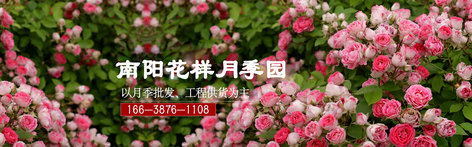 月季树
