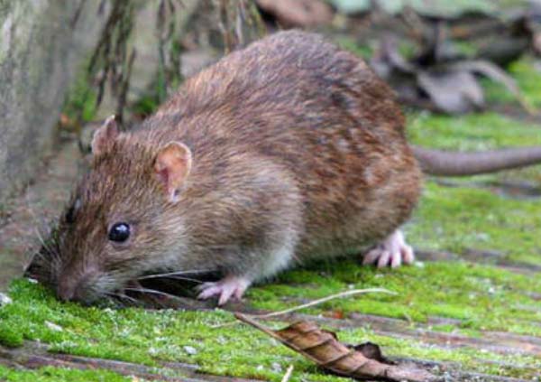 家庭防鼠灭鼠的注意事项有哪些？