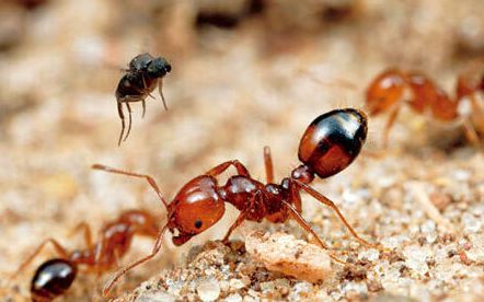 你了解白蚁的生活史吗？