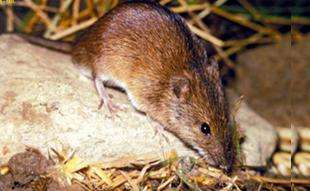 长沙除鼠公司告诉你老鼠的危害和传播疾病的途径有哪些？