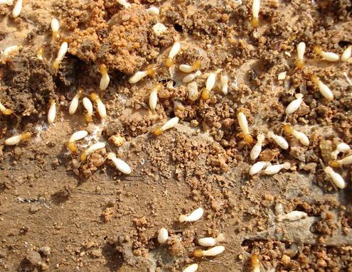 消灭白蚁，先防后治很关键。