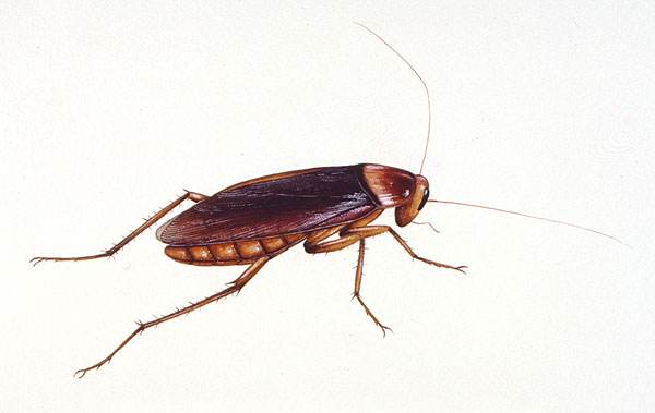 灭蟑螂方法需要注意的几个注意事项？