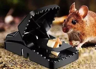 长沙灭鼠公司介绍粘鼠板灭鼠法