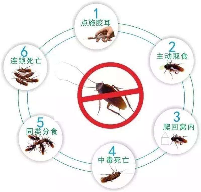 你知道消灭蟑螂有哪些方法吗