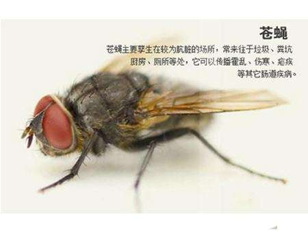 分析蒼蠅喜歡往人身上飛的原因
