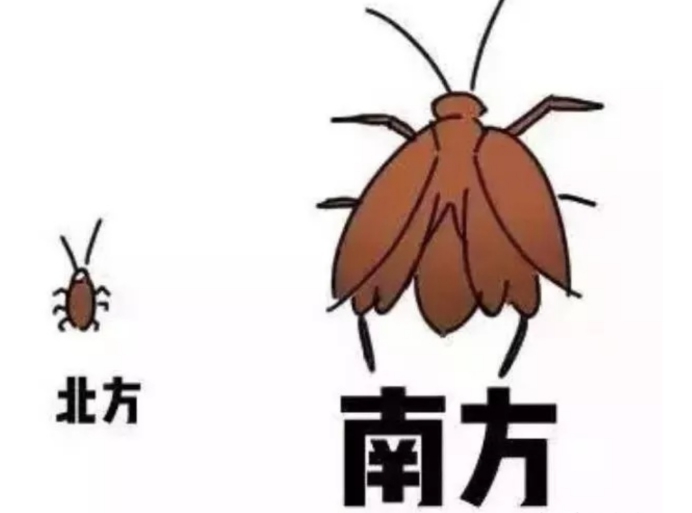 长沙蟑螂防治公司介绍蟑螂对家庭的危害