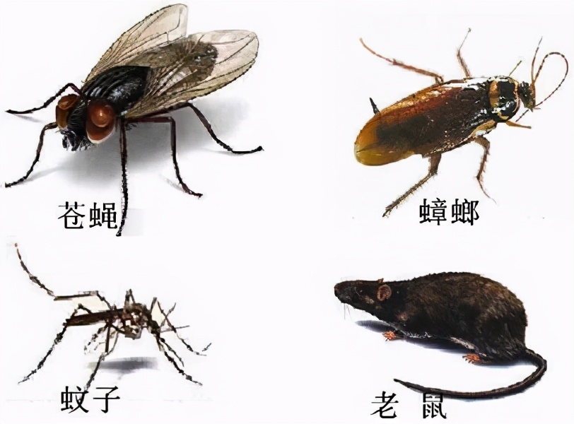 长沙灭虫公司给你分享灭蟑螂有哪些常见的方法