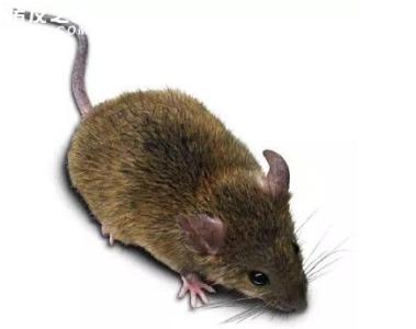 长沙专业防治老鼠公司告诉你灭老是最直接有效的方法