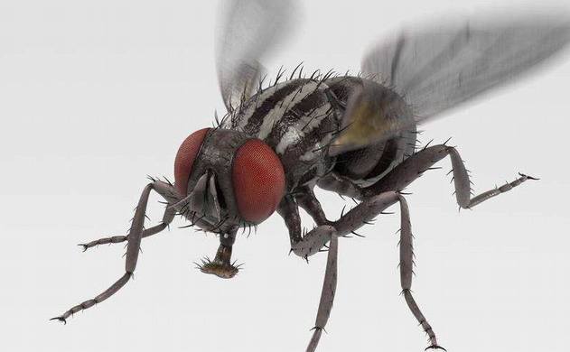 湖南灭虫灭四害公司分享餐饮行业对于蚊蝇的防治方法