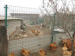 湖北客户信赖的养殖荷兰网厂家|散鸡圈养用荷兰网质量有保障