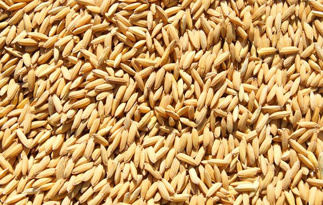 碾米效果较佳的稻谷