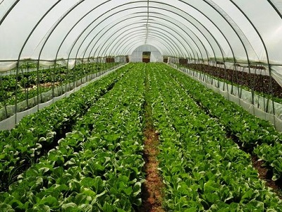 蔬菜大棚骨架种植出来的蔬菜繁衍不可取