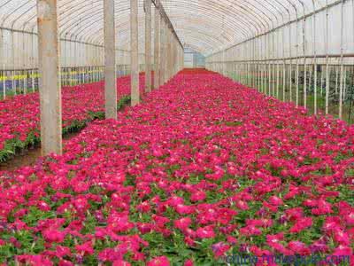 在使用郑州花卉大棚前怎么消毒能预防病虫害