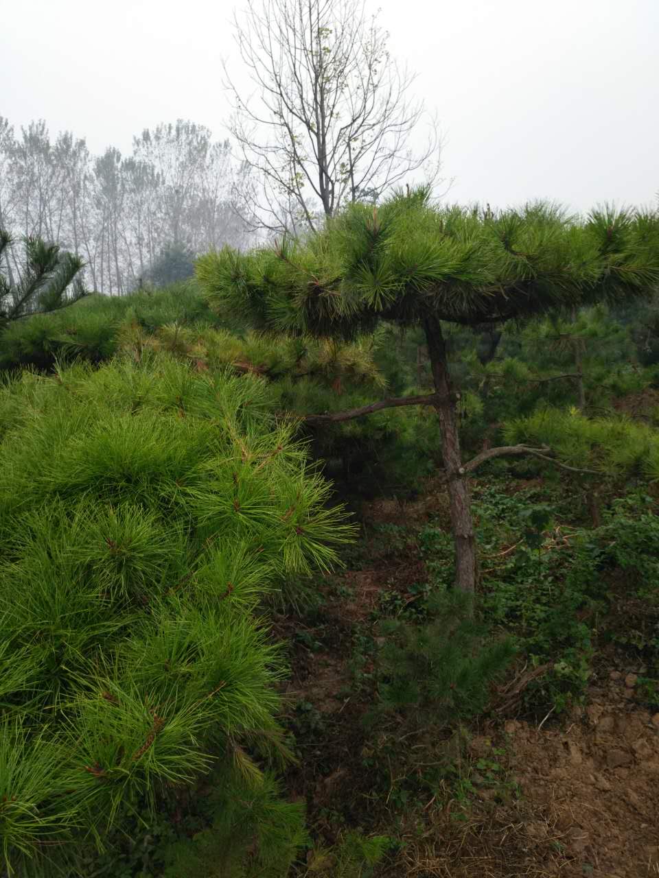 邢台造型油松树苗基地教您治理园林病虫害