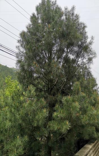 8米高的白皮松苗木通常需要多长时间的生长周期