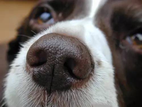 乌兰浩特宠物诊所介绍宠物常识:狗狗鼻子的奇妙之处